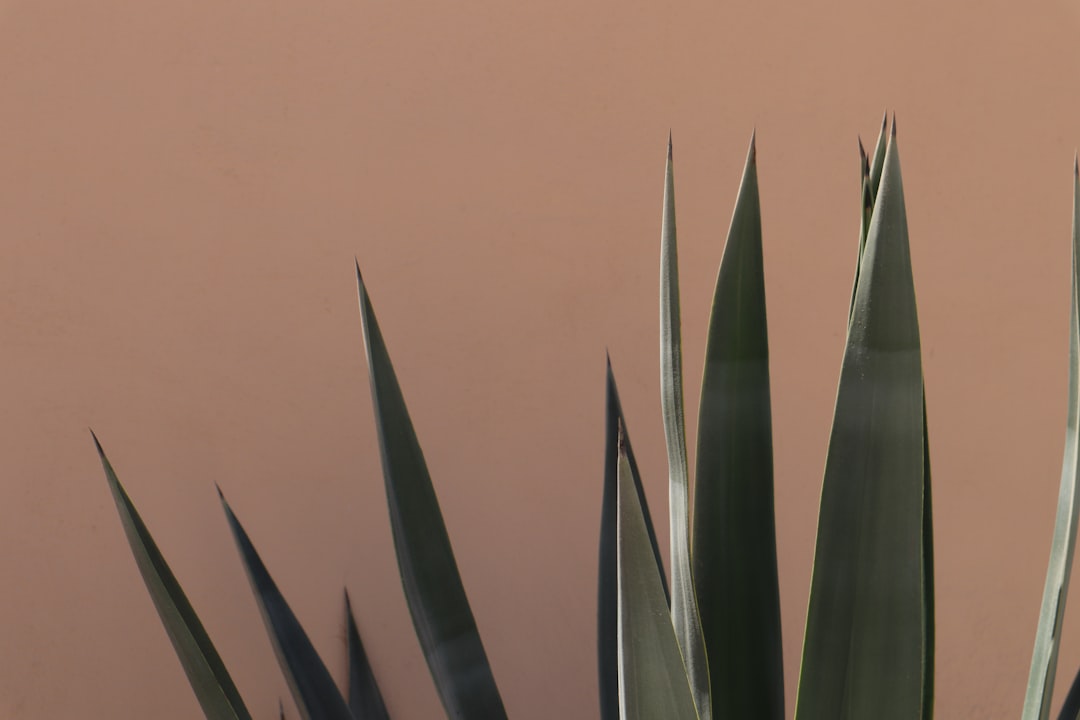 Crafting the Perfect Margarita with Patrón Tequila