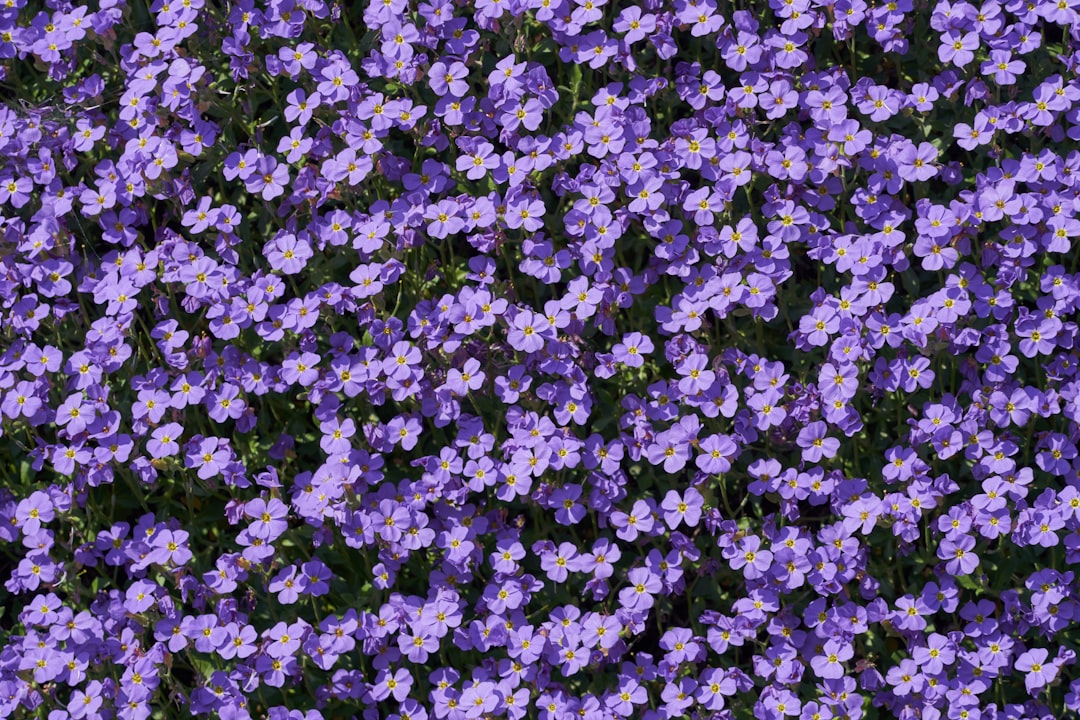 Discover the Soothing Benefits of Dried Lavender